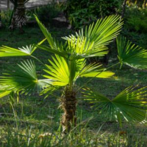 Trachycarpus Wagnerianus