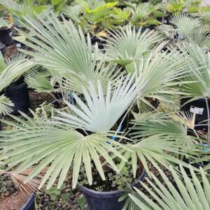 Trachycarpus princeps 01