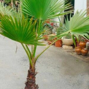 Washingtonia Robusta 01