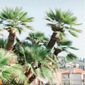 Chamaerops Humilis Vulcano