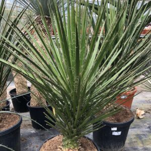 Yucca Filifera