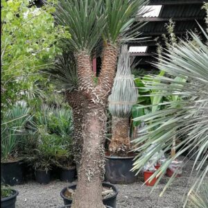 Yucca Filifera Multi