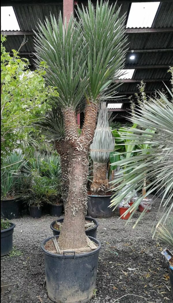 Yucca Filifera Multi