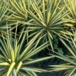 Yucca Gloriosa Nádherná