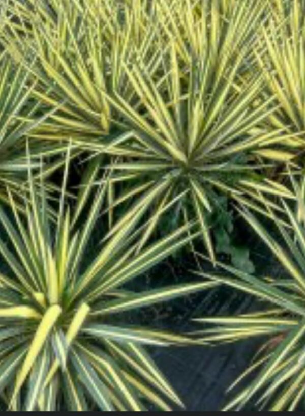 Yucca Gloriosa Nádherná