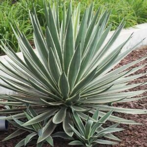 Yucca Gloriosa s úzkými listy