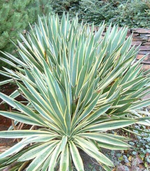 Yucca Gloriosa Variegata