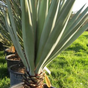 Yucca Madrensis