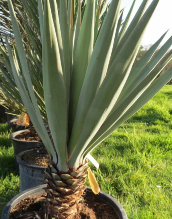 Yucca Madrensis