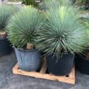 Yucca Rostrata Blue