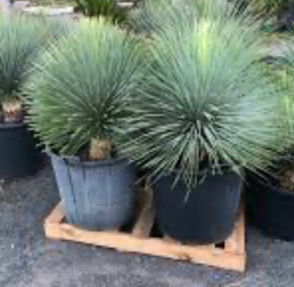 Yucca Rostrata Blue