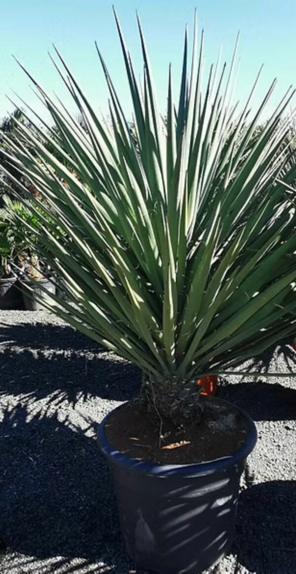 Yucca Treculeana
