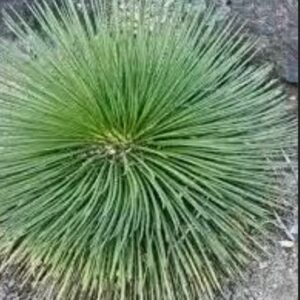 Agáve Geminiflora