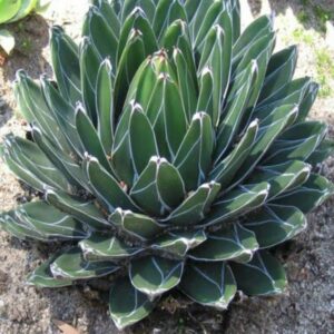 Agáve Victoriae Reginae