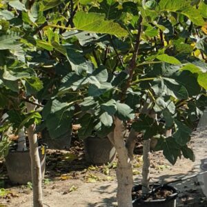 Fíkovník Ficus Carica