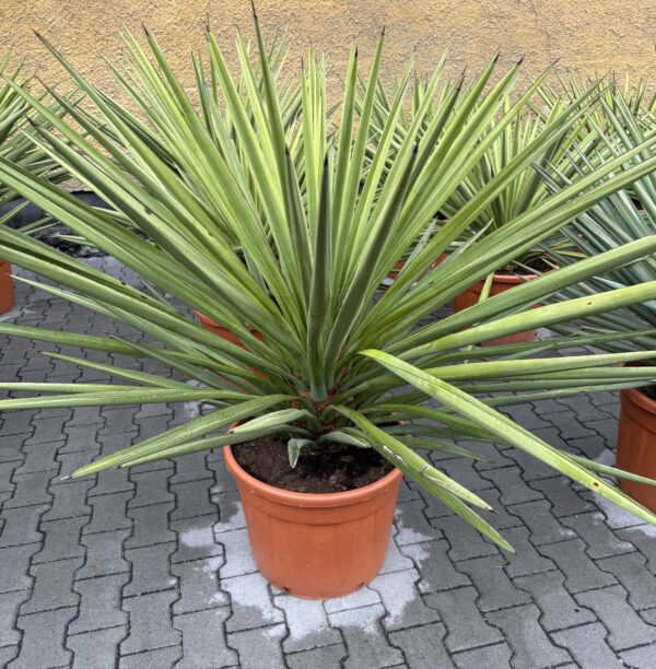 Yucca nádhrná